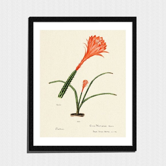 Other - Art Print, Orange Cactus Flower Botanical Painting